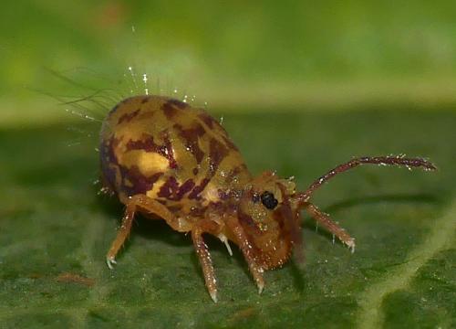 Dicyrtomina ornata